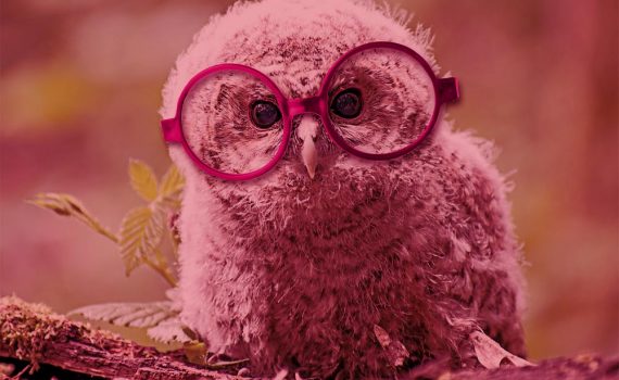 nimble_asset_eulenkueken_pinkrot_1000